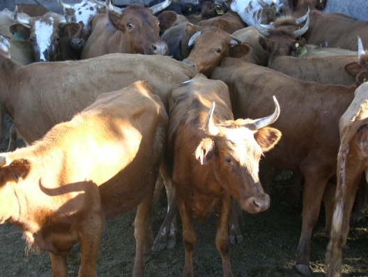 Bovinos criollos argentinos patagónicos - Image 17