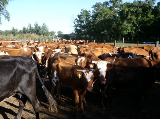 Bovinos criollos argentinos patagónicos - Image 12