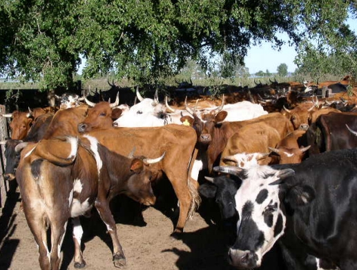Bovinos criollos argentinos patagónicos - Image 13