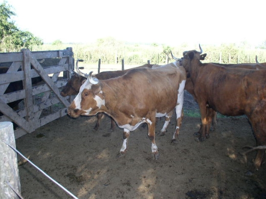 Bovinos criollos argentinos patagónicos - Image 14