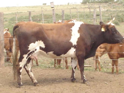 Bovinos criollos argentinos patagónicos - Image 3