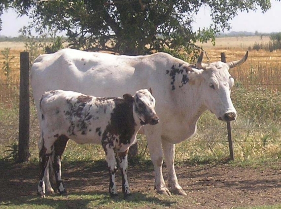Bovinos criollos argentinos patagónicos - Image 1