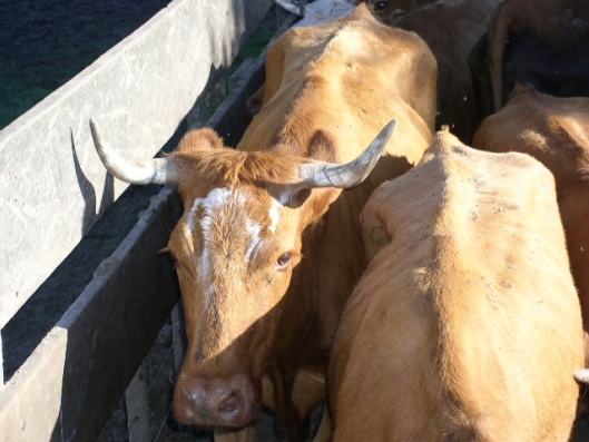 Bovinos criollos argentinos patagónicos - Image 15