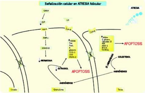 Señalización Celular en el Folículo Antral Bovino - Image 3