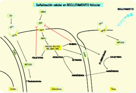 Señalización Celular en el Folículo Antral Bovino - Image 1