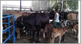 Calidad del ordeño y de la leche de la Vaca ordeñada con su cría feliz y relajada, o sin su cría, amilanada, y estresada - Image 4