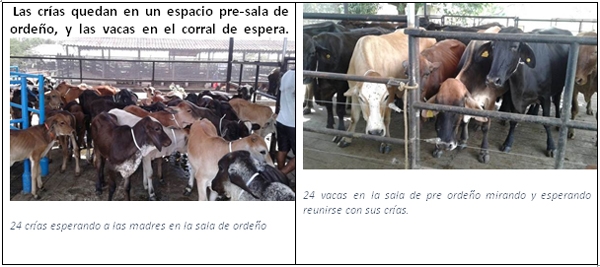 Calidad del ordeño y de la leche de la Vaca ordeñada con su cría feliz y relajada, o sin su cría, amilanada, y estresada - Image 3