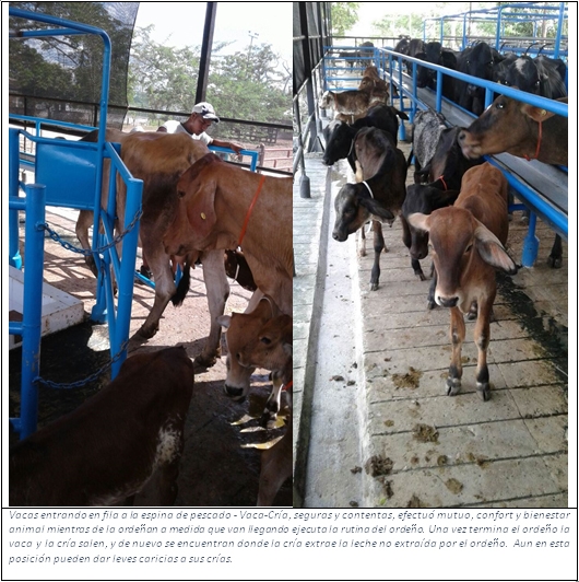 Calidad del ordeño y de la leche de la Vaca ordeñada con su cría feliz y relajada, o sin su cría, amilanada, y estresada - Image 6