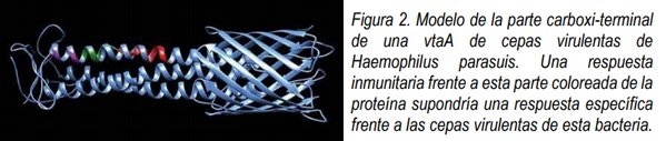 Haemophilus Parasuis - Image 1