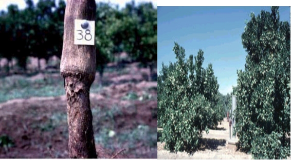 Viroides y Priones que afectan a las plantas y animales de granja - Image 6