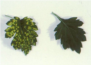 Viroides y Priones que afectan a las plantas y animales de granja - Image 5