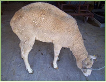 Viroides y Priones que afectan a las plantas y animales de granja - Image 7