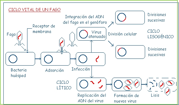Viroides y Priones que afectan a las plantas y animales de granja - Image 3