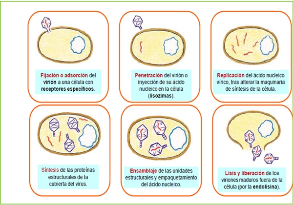 Viroides y Priones que afectan a las plantas y animales de granja - Image 1