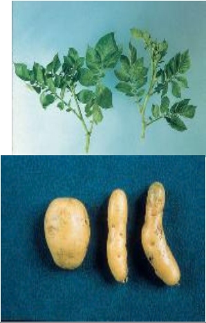 Viroides y Priones que afectan a las plantas y animales de granja - Image 4