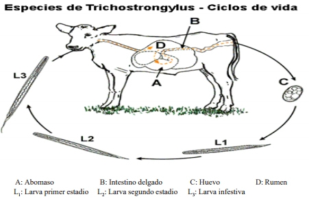 Epizootiología de los nemátodos gastrointestinales de los bovinos jóvenes - Image 2