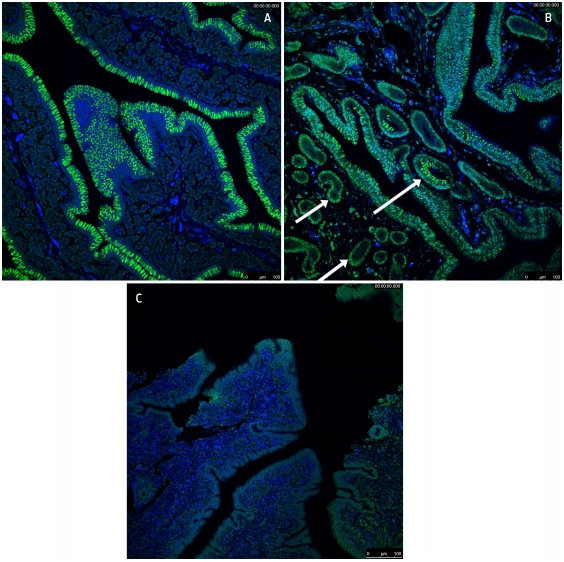 Evaluación de la presencia de receptores celulares al virus de Influenza Aviar en oviductos de aves sujetas a muda forzada usando inmunofluorescencia - Image 2