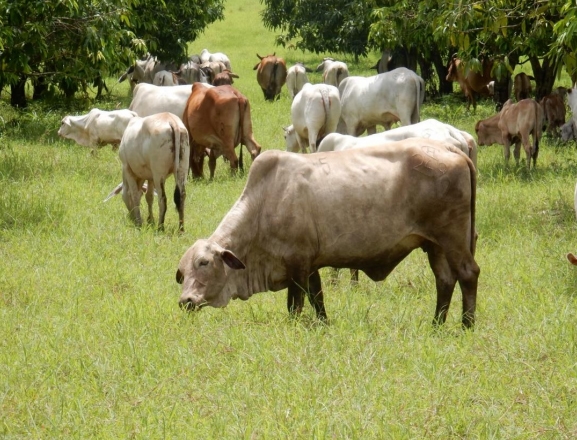 Evaluación técnica del sistema silvopastoril mango, bermuda costera (Cynodon dactilon) y bovinos de carne, ubicado en la finca Bruselas del municipio de San Andrés Villa Seca, departamento de Retalhuleu - Image 7