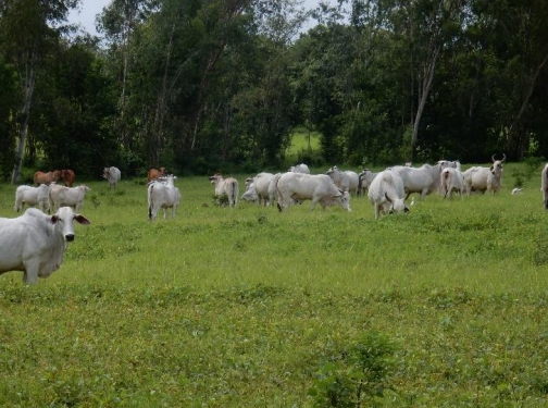 Evaluación técnica del sistema silvopastoril mango, bermuda costera (Cynodon dactilon) y bovinos de carne, ubicado en la finca Bruselas del municipio de San Andrés Villa Seca, departamento de Retalhuleu - Image 2