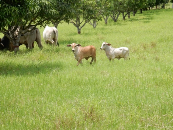 Evaluación técnica del sistema silvopastoril mango, bermuda costera (Cynodon dactilon) y bovinos de carne, ubicado en la finca Bruselas del municipio de San Andrés Villa Seca, departamento de Retalhuleu - Image 6