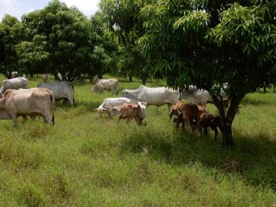Evaluación técnica del sistema silvopastoril mango, bermuda costera (Cynodon dactilon) y bovinos de carne, ubicado en la finca Bruselas del municipio de San Andrés Villa Seca, departamento de Retalhuleu - Image 1