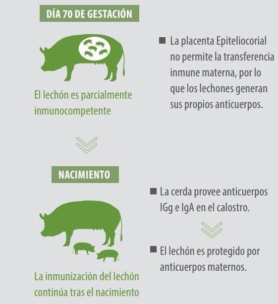 Calidad del Calostro: Clave para la Transferencia de Inmunidad - Image 1