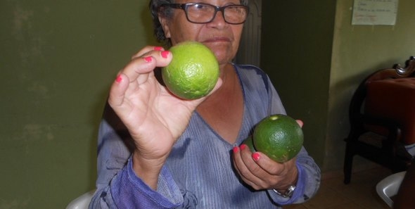La naranja agria se resiste al Huanglongbing. ¿Podria volver a utilizarse como patrón? - Image 2