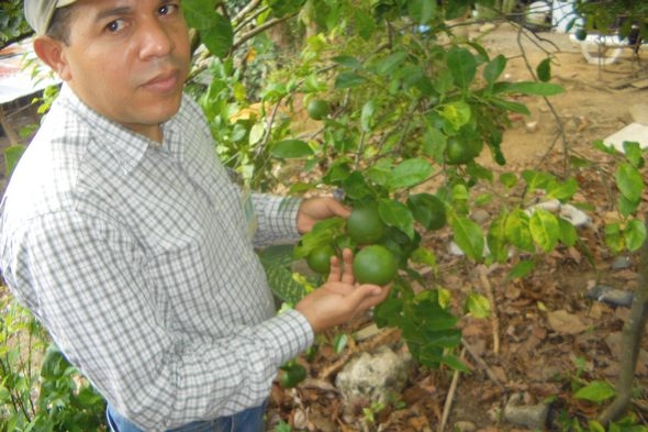 La naranja agria se resiste al Huanglongbing. ¿Podria volver a utilizarse como patrón? - Image 3