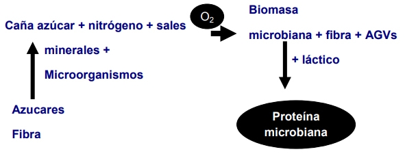 Utilización de la caña de azúcar en la alimentación bovina, el desarrollo de sus tecnologías y la alternativa para los periodos de sequía - Image 21