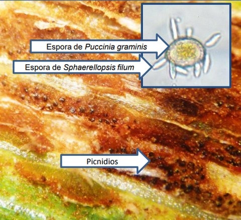 Enemigos naturales de las royas del trigo - Image 2