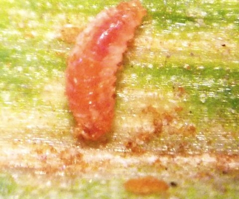 Enemigos naturales de las royas del trigo - Image 1
