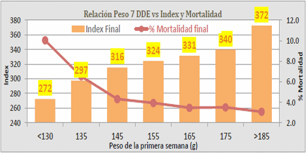 Manejo inicial del pollito y su repercusión en los resultados productivos - Image 6