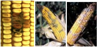 La aflatoxicosis: Un problema a resolver dentro de la Medicina Veterinaria - Image 6