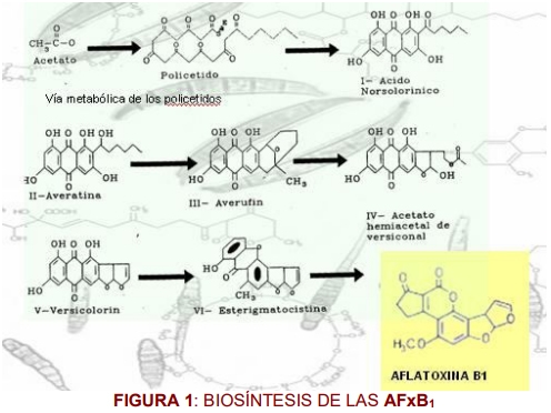 La aflatoxicosis: Un problema a resolver dentro de la Medicina Veterinaria - Image 4