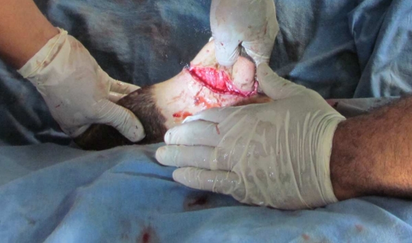 Evaluación práctica y relación beneficio-costo de la técnica modificada de desviación quirúrgica de pene para la preparación de toros marcadores en la empresa bovina - Image 2
