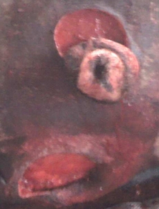 Evaluación práctica y relación beneficio-costo de la técnica modificada de desviación quirúrgica de pene para la preparación de toros marcadores en la empresa bovina - Image 4