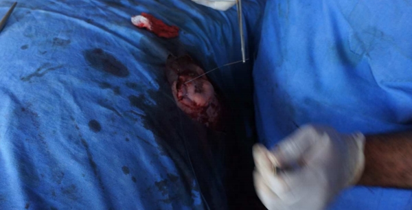 Evaluación práctica y relación beneficio-costo de la técnica modificada de desviación quirúrgica de pene para la preparación de toros marcadores en la empresa bovina - Image 5