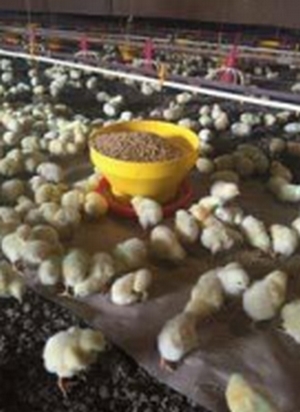 El plasma animal spray dried y sus aplicaciones en la alimentación de mascotas, cerdos, pollos, acuacultura y terneros. - Image 7