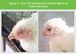 Importancia de la detección de una proteína transportadora de hierro dependiente de TON-B en sobrenadantes de cultivos de Avibacterium Paragallinarum - Image 6