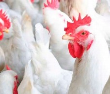 Importancia de la detección de una proteína transportadora de hierro dependiente de TON-B en sobrenadantes de cultivos de Avibacterium Paragallinarum - Image 5