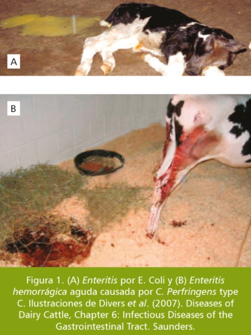 Diarrea neonatal en terneros - Image 2