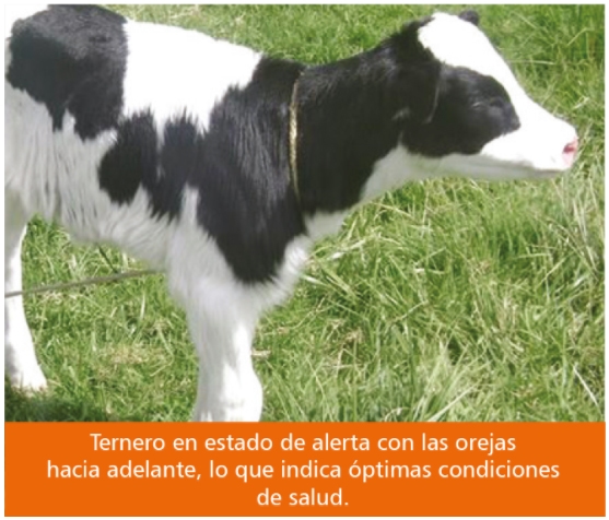 Diarrea neonatal en terneros - Image 7