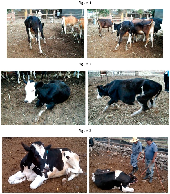 Micotoxicosis por toxinas tremorgénicas: Un problema que puede presentarse en su establo - Image 4