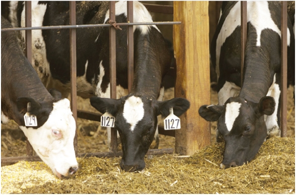 Micotoxicosis por toxinas tremorgénicas: Un problema que puede presentarse en su establo - Image 1