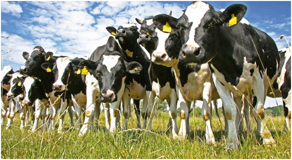 Micotoxicosis por toxinas tremorgénicas: Un problema que puede presentarse en su establo - Image 5