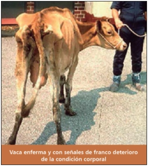 Paratuberculosis Bovina - Image 6