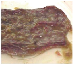 Paratuberculosis Bovina - Image 3