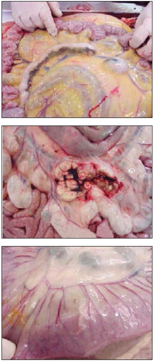 Paratuberculosis Bovina - Image 4