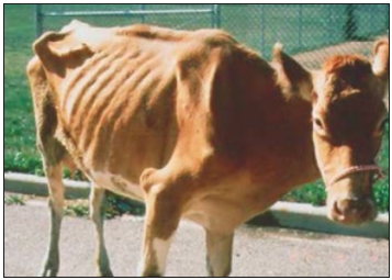 Paratuberculosis Bovina - Image 2
