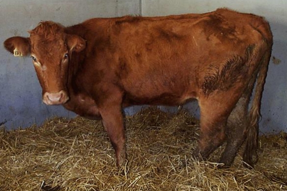 Paratuberculosis Bovina - Image 1